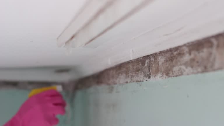 Best Residential Mold Inspection & Testing  in Rose Hill, VA